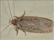 0714 (32.035) Agonopterix yeatiana